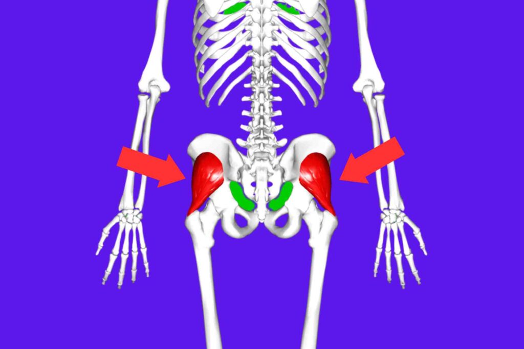 Gluteus Minimus Exercises: bone muscle diagram